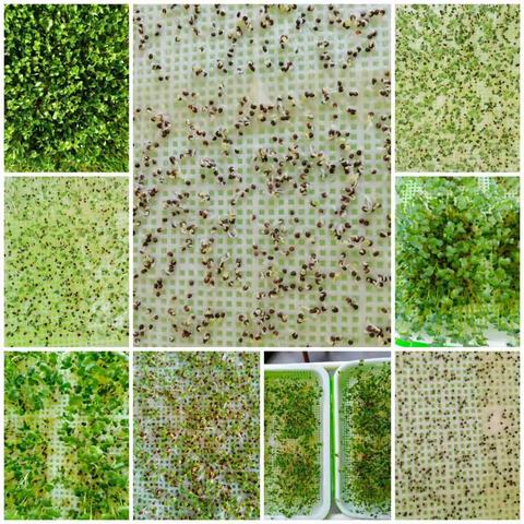 镇江市银杏菜园楼顶蔬果栽培