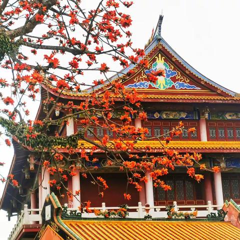 踏春|木棉花开