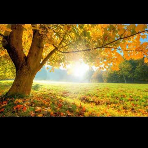 大大一班《一叶知秋》主题活动