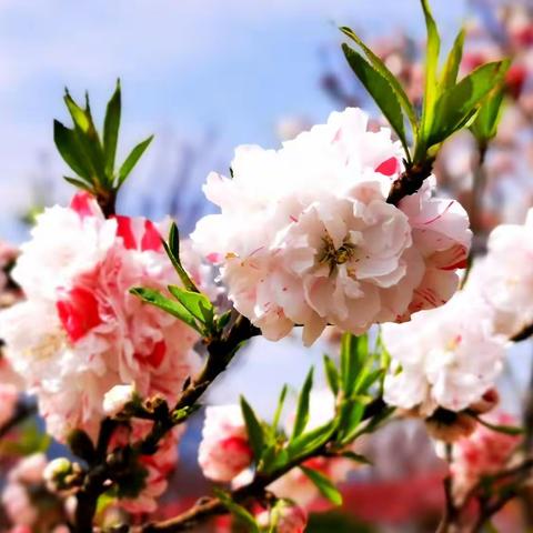 洒金梅绽放醉美凤凰湖畔