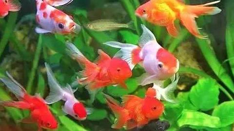 养眼又养心 – 金鱼大观