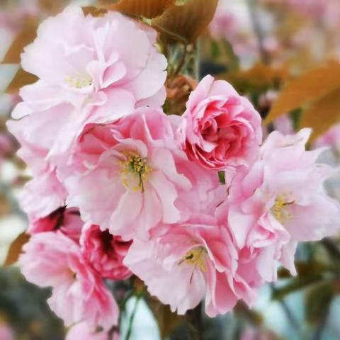 香湖丽舍，华丽而纯洁的暮春樱花