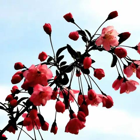娇柔红艳垂丝海棠花