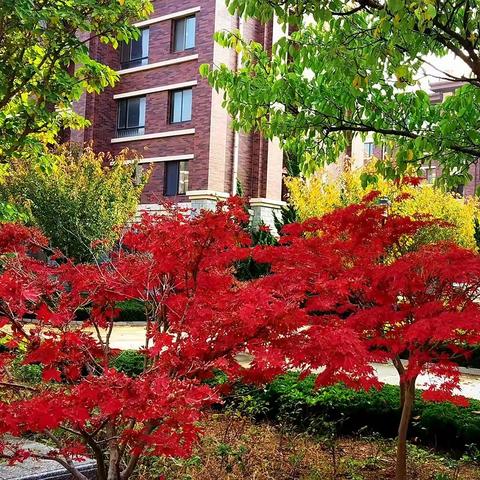 带你感受，﻿香湖丽舍小区深秋之美