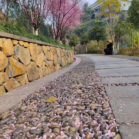 铺满花瓣的道路