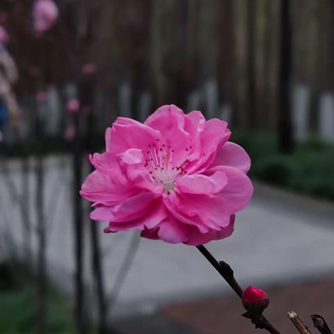 春来花开三两枝