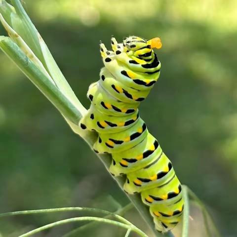 🎊溢彩童心~毛毛虫🐛