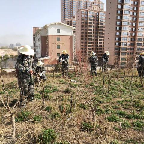 枸杞林随想