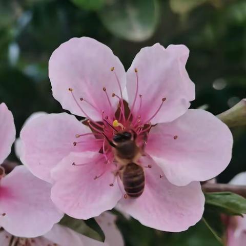 《苏东坡传》读后感