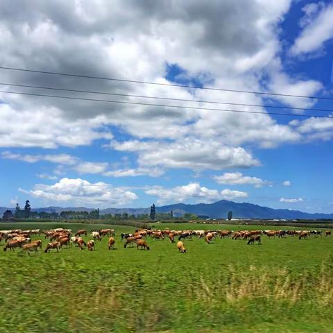 2018年1月19日-1月31日 新西兰游