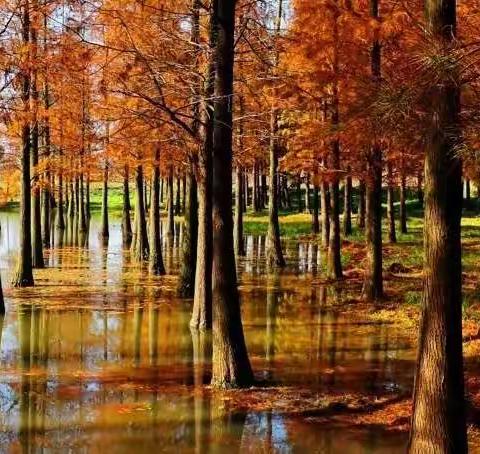 上海水上森林--杉林仙境