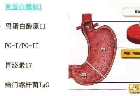 胃功能四项检测及临床意义