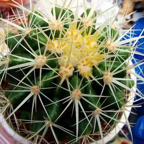 【班级好作文】我的心爱之物