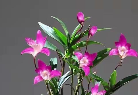 “良好习惯成就优秀人生”班级主题活动七下暑期合集——湛江二中港城中学2020级4班第八小组