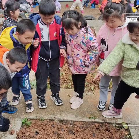 [中心幼儿园--大三班]遇见春天🍃播种希望🌸--快乐第八周📸