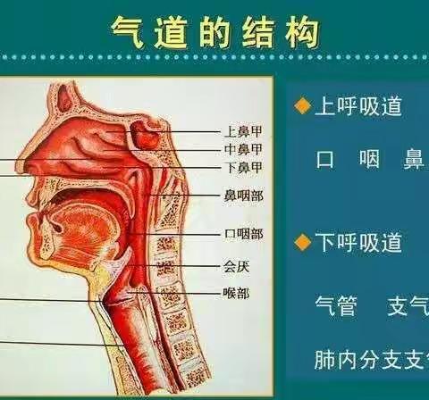 包钢十园“科学应对疫情-保护呼吸道”家庭指导方案（二十五）