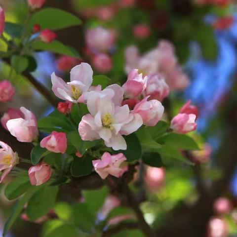 实验小学疫情期间六年级美术课--花卉摄影