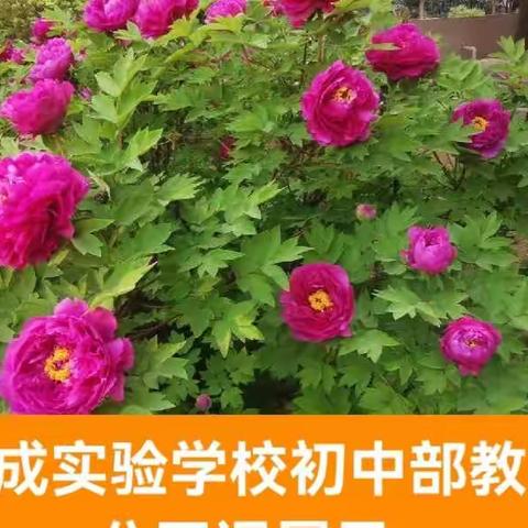 磨砺提效率 切磋促成长                ———大成实验学校初中部举行公开课展示