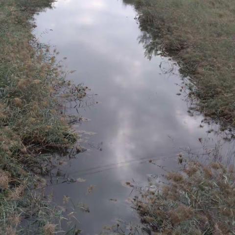 南皮酵友中秋节环保酵素治理河水污染