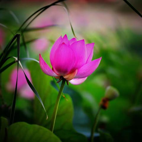 荷