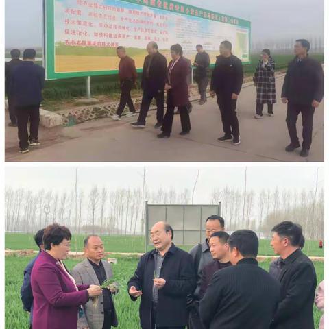 省农业农村厅小麦专家指导组到临颍县指导优质小麦生产