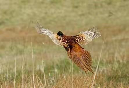 梨树模式夺高产