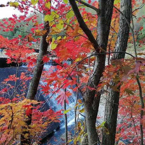 2020년 가을 동화