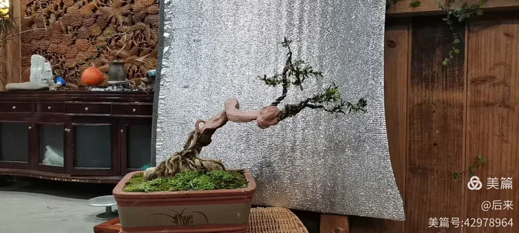 盆景花木批发市场在哪里