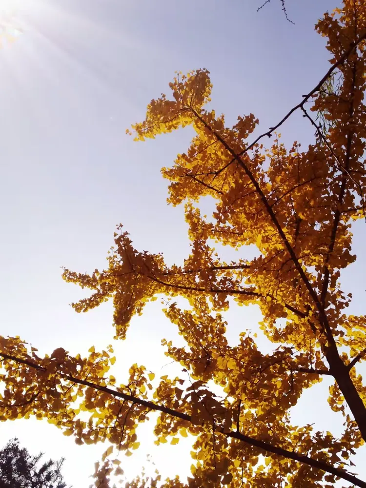 金灿灿——秋色之美