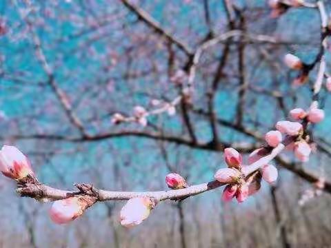 数学花绽放，教研促成长——高新区中学小学部数学教师线上培训学习！