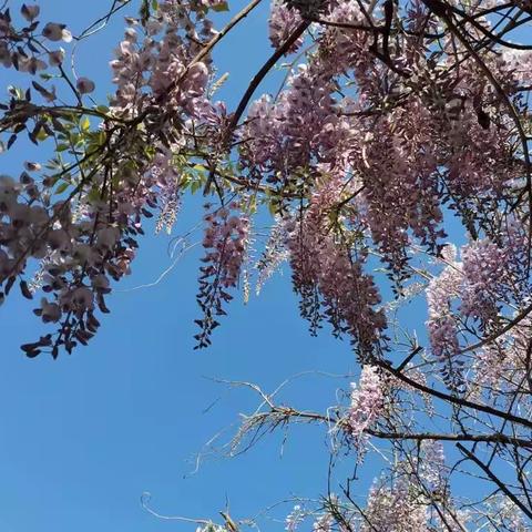 文思飞扬，妙笔生花——记平矿一小四年三班学生现场习作点评大赛