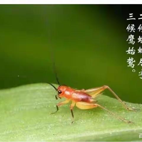 “梦幻泡沫之夏”——齐福幼儿园二十四节气之一小暑主题活动