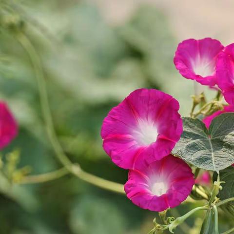 漂亮的牵牛花