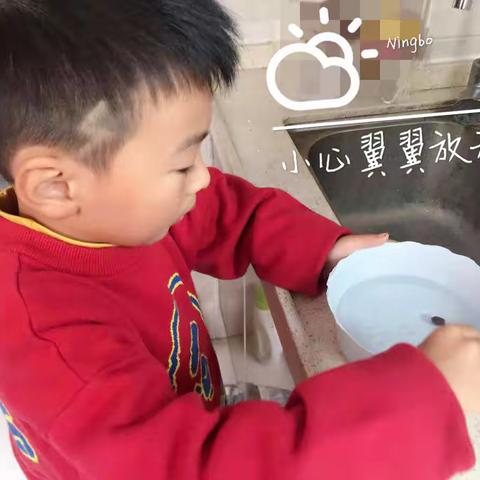 Welcome新伙伴---碗莲生长记