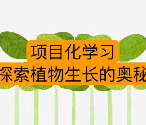 明德校区二年一班【项目化学习】探索植物生长的奥秘