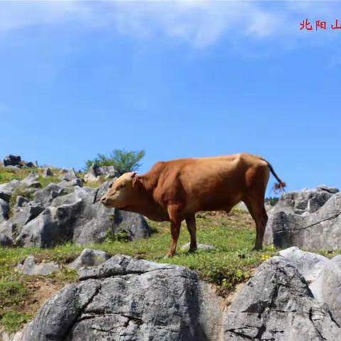 初夏北阳山 欢乐镇安行