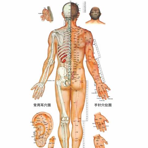 针灸穴位图