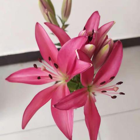 小种植——百合花