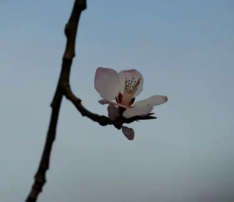 初遇桃花醉春红