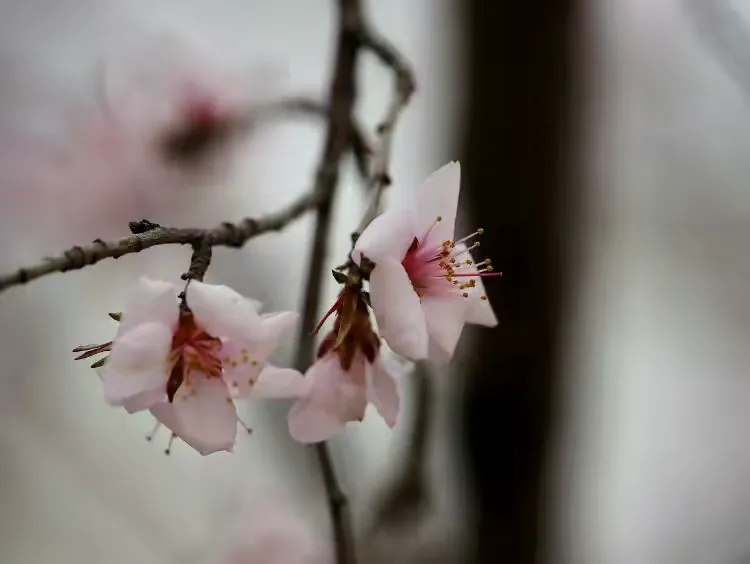 初遇桃花醉春红