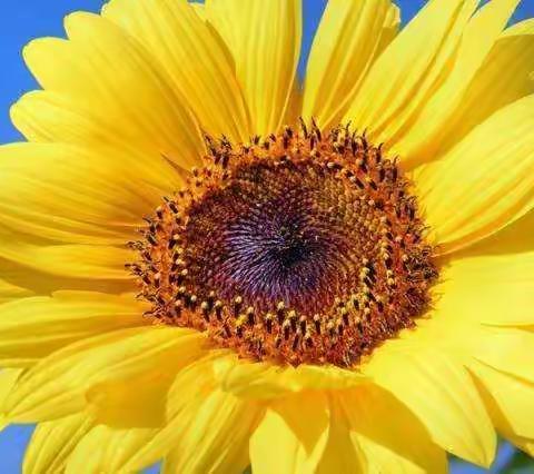 三大黄金养生时间段：早养胃，午养心，晚养百脉！