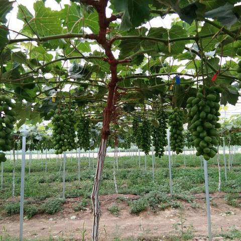 科技助力三农见实效