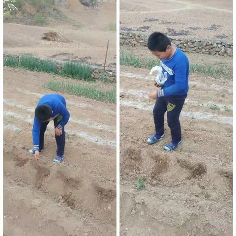 我劳动我光荣——绿江小学三年级五一劳动节