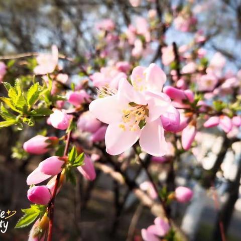 梨树区平岗学校    劳动教育