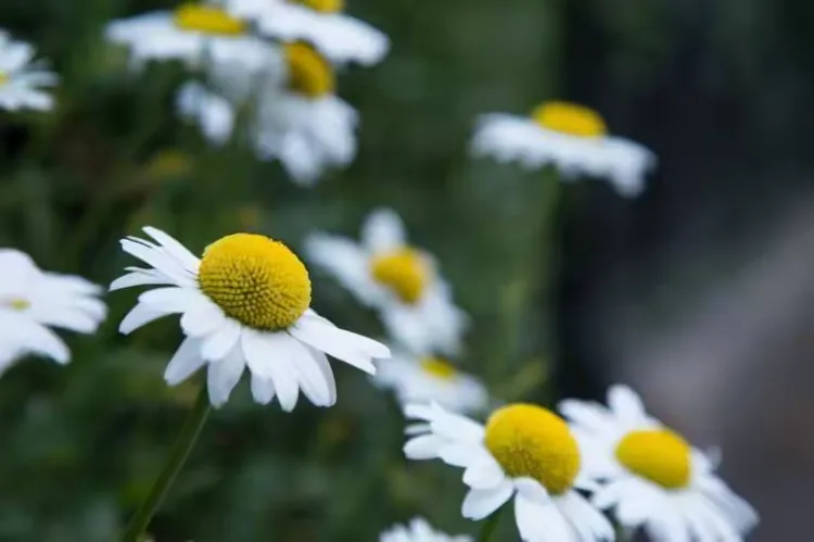 雏菊