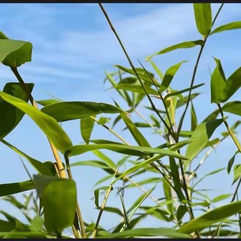 接近自然，你想不到的竹功效
