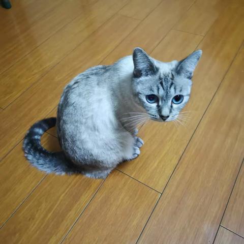 家有小猫咪