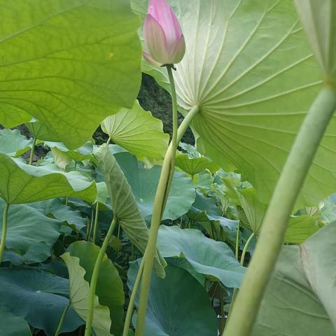 清晨的藕园美翻了夏天