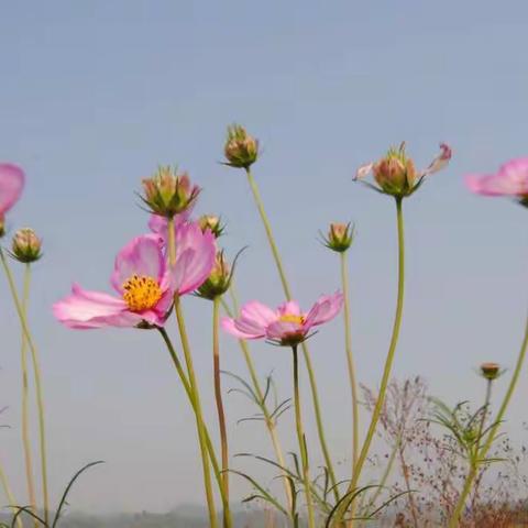 播撒格桑花   喜迎十六运