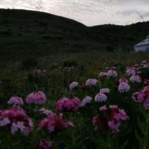 晋城狼毒花之旅